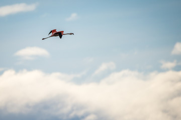 Flight of a pink flamingo in the sky. Shevelev.