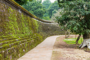 Wall moss on old wall