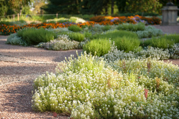 Lots of blossoming white flowers in a park in Belaya Tserkov, Ukraine. Shot on a sunny summer day with no people in the shot.