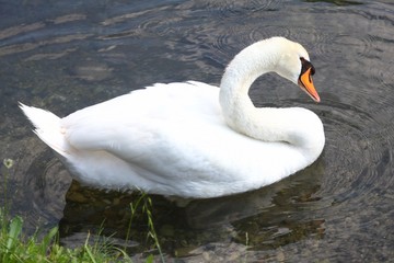 cigno 4