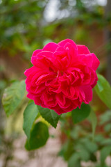 Single red rose flower