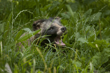 yawning raccoon dog
