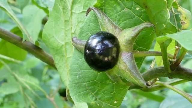 deadly nightshade (Atropa belladonna)