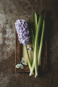 Hyacinth with butterfly