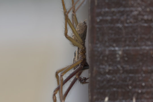 Giant House Spider