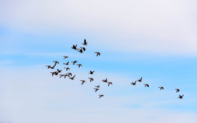Gänse im Schwarm hoch am Himmel