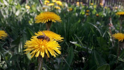 so cute bee on a dandelion
