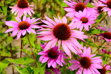roter Sonnenhut, Echinacea purpurea