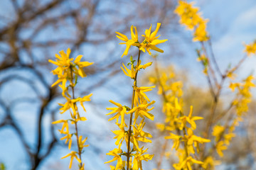 Yellow flowers of Forsythia in bloom on pretty sunny spring day