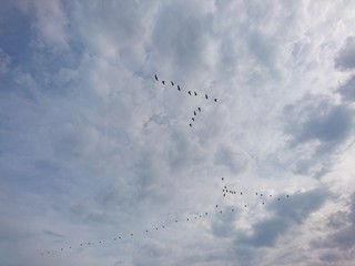 Wildgänse am Himmel