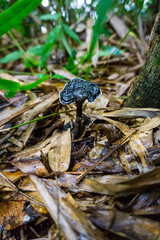 Wild Mushroom