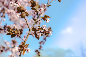 Pink cherry flowers in bloom over spring light-blue sky in sunny day