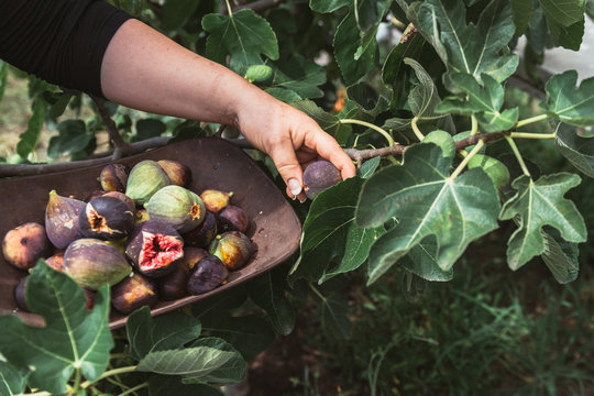 woman harvesting fresh figs from a tree in late summer