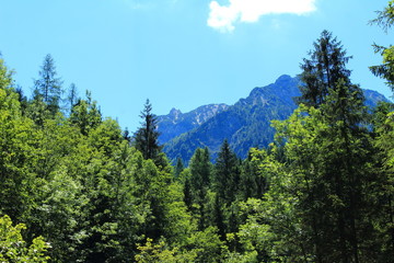 Bergwiese