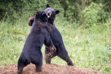 Two Black Bears Fighting