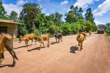 Cows in country road