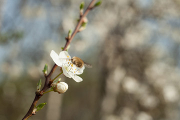 Bombylius major, insect on the apple tree flower.