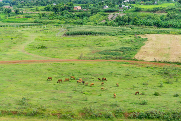 Fototapeta na wymiar Cows in valley