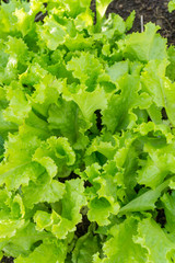 Growing bio lettuce