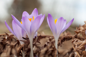 Fototapeta premium Spring purple crocus. Blooming crocuses in the clearing. The plant on the saffron. Flowers on macro whit blur background.