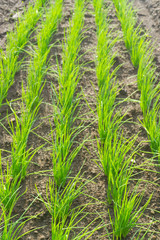 Spring onion plant