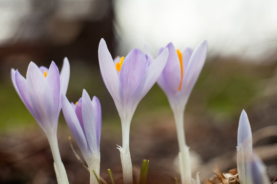 Spring purple crocus. Blooming crocuses in the clearing. The plant on the saffron. Flowers on macro whit blur background.