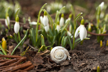White snowdrop bell and empty snail shell.. Flower in the shape of a small bell. The first sign of spring.