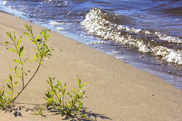 A plant growing from the sand on the river bank