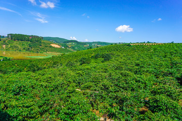 Landscape of green forest and the mountain