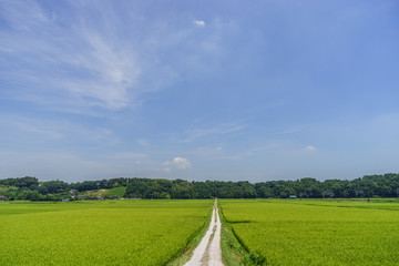 夏の鹿島川の風景