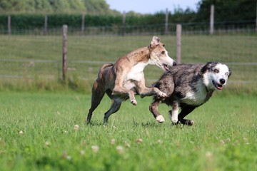 Obraz premium tierische freunde haben spaß auf einer Wiese