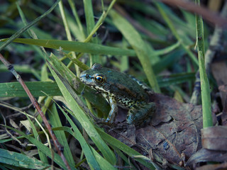 Green frog sitting on grass