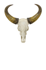 Bison horns isolated on white background