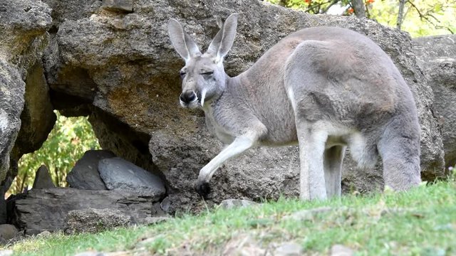 Red Kangaroo, Macropus rufus. The kangaroo licks his feet and cleans his head