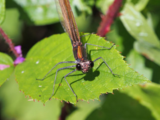 Blauflügel Prachtlibelle (weibchen) sitzt auf einem Blatt und schaut in Kamera