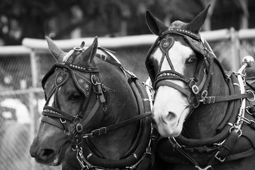 Work Horses in Black and White