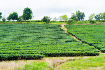 Green tea field in Lam Dong Vietnam