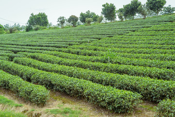Green tea plant in Lam Dong Vietnam