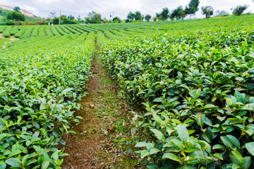 The green tea field in Lam Dong Vietnam