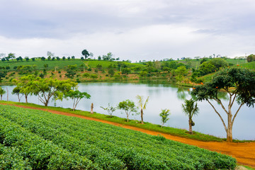 Tea field beside the river