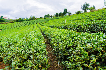 Fototapeta na wymiar The green tea plant in Lam Dong Vietnam