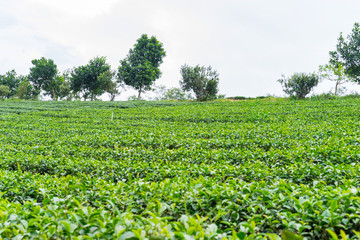 Fototapeta na wymiar Tea field in Lam Dong Vietnam