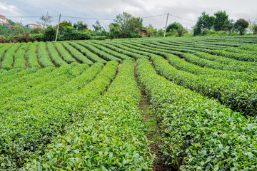 Tea plant in Lam Dong Vietnam