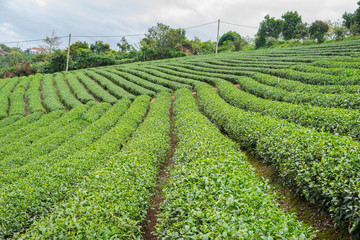 The tea field in Lam Dong Vietnam