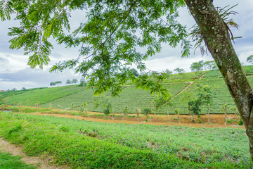 Green tea plant in Lam Dong Viet Nam