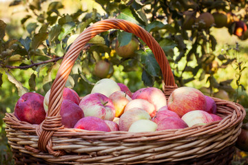 Closeup of basket with apples