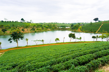Landscape of tea plant and lake