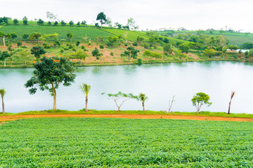 Landscape of tea plant and the lake