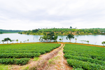 Landscape of the tea plant and lake