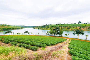 Landscape of the tea plant and the lake